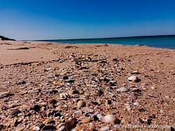 Sandy shells