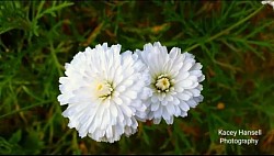 White flowers