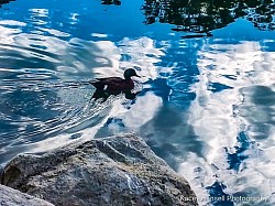 Duck in water swimming through sky reflection