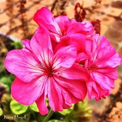 Pink flowers