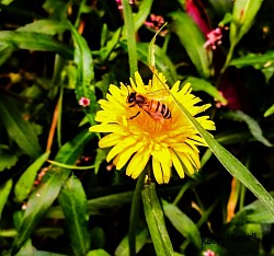 Bee in the flower