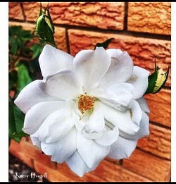 White flower