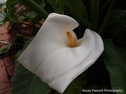 White flowers