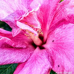 Pink flower