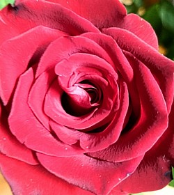 Rose close up