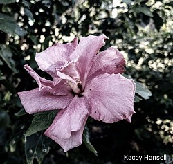 Hibiscus