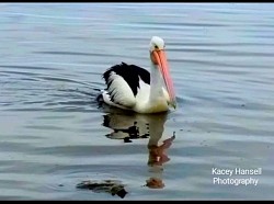 Curious Pelican