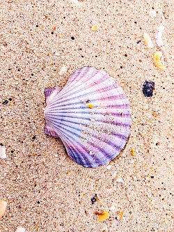 Scallop shell