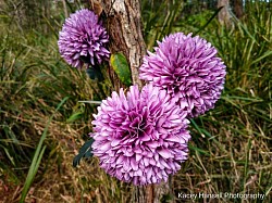 Purple flowers in the bush