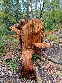 Tree stump with bark peeling off