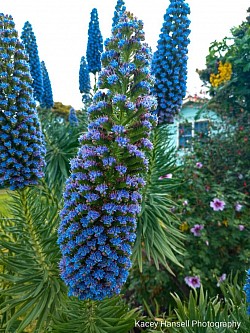 Blue flowers