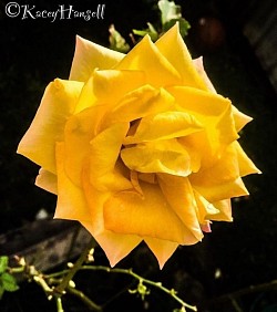 Large yellow rose