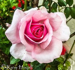 Light pink rose