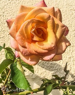 Apricot coloured rose