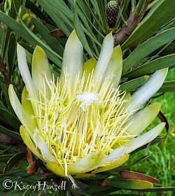 Australian native flower