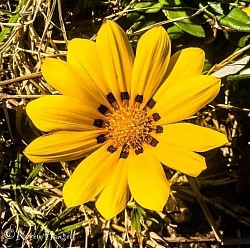 Yellow flower