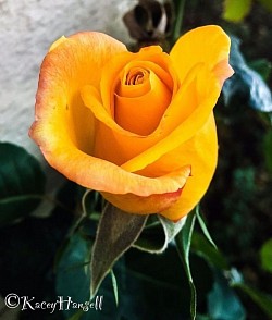 Yellow opening rose