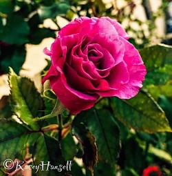 Pink rose opening