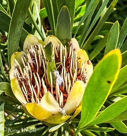 Grasshopper hidden in a native flower