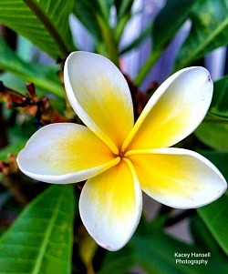 Yellow white frangipani