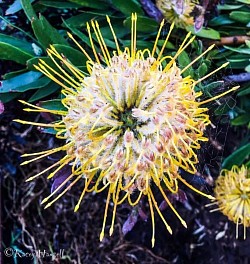 Yellow native flower