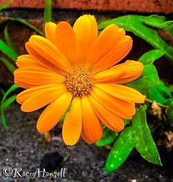 Orange flower