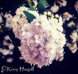 Branch of white flowers