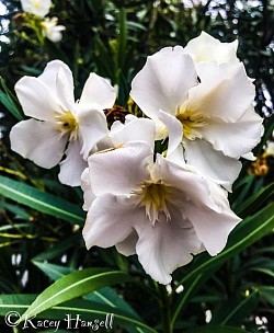 White flowers