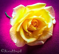 Yellow rose