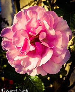 Morning sun kissing the pink rose