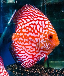 Pigeon blood Discus fish