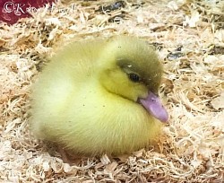 Duckling