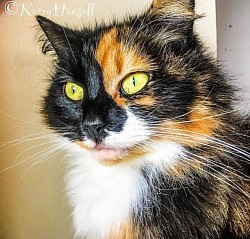 Tortoise shell cat