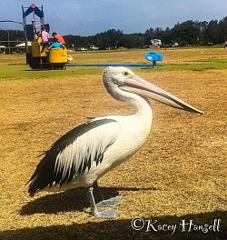 Pelican