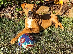 Puppy wants to play with the ball