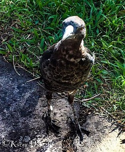 Friendly magpie