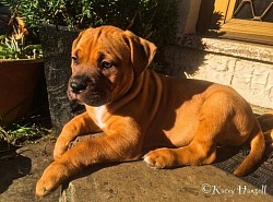 Puppy enjoying the summer weather