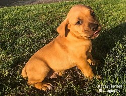 Puppy poking his tongue out at the camera