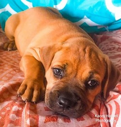 Puppy resting