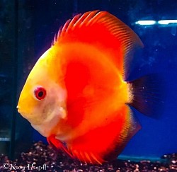 Red melon Discus fish