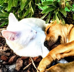 Puppy and kitten sleeping under a bush