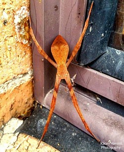 Stick insect