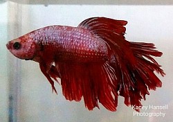 Male red Siamese fighting fish