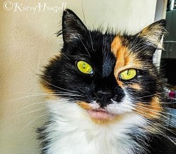 Tortoise shell cat