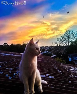 White cat watching the sunset