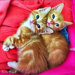 Ginger kitten identical twins