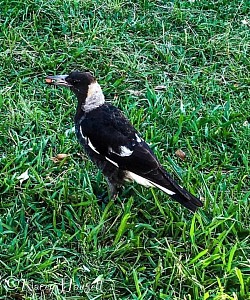 Magpie with his bit of meat