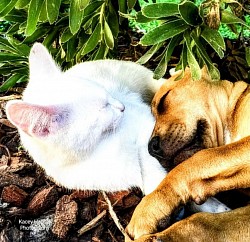 Puppy and kitten sleeping under the bush