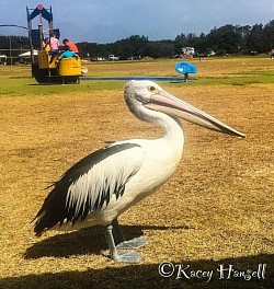 Cheeky Pelican