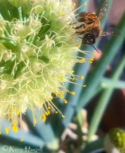 Bee on native flower